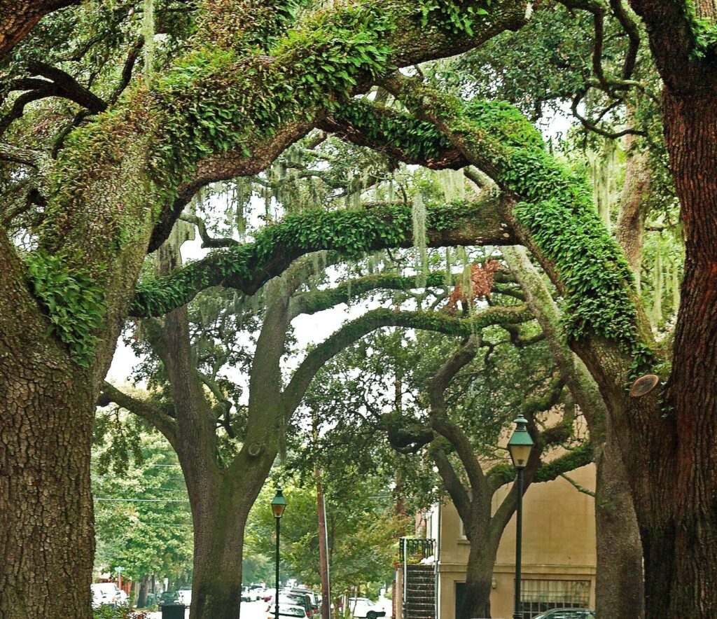 oak street scaled